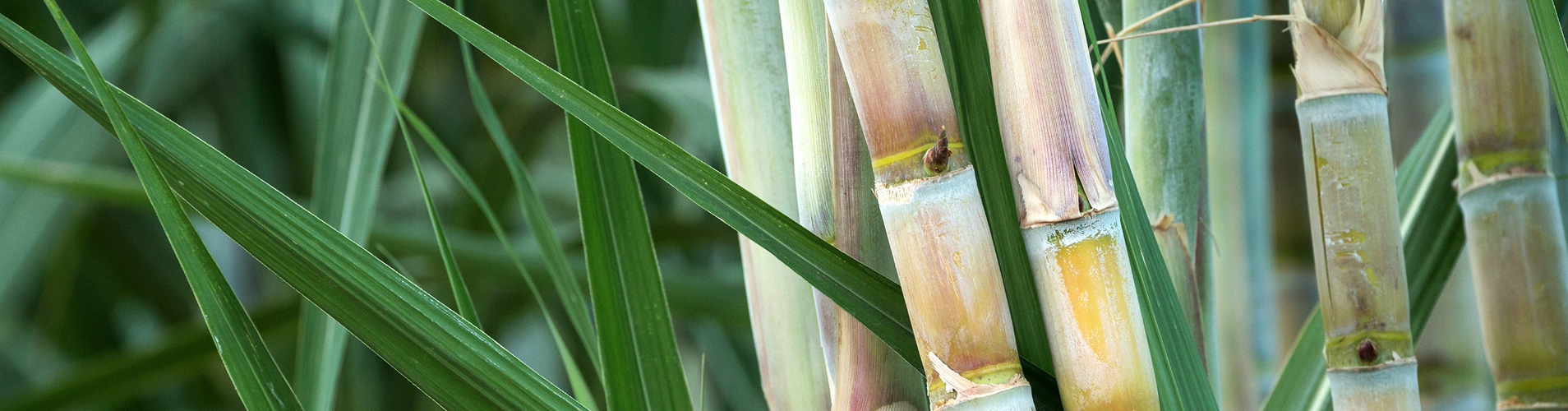 Sugarcane banner.